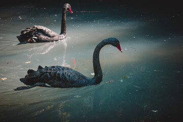 a view on a fantastic black swan