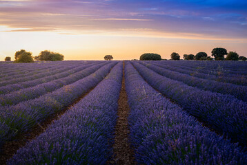 Fototapeta na wymiar landscape in the lavender field