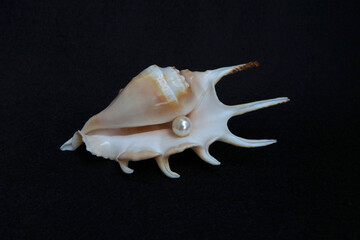 white seashell with one pearl on a black background