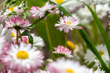 Fototapeta premium daisies in a garden