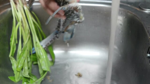 chef preparing crab for cooking