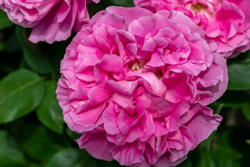 Obraz premium pink flower