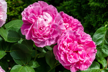 pink rose bush