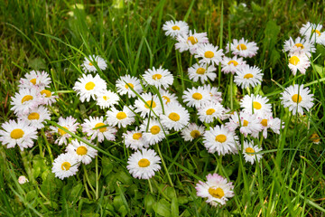 daisies in the grass