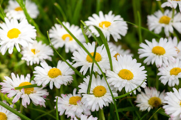 Fototapeta premium daisies in the grass