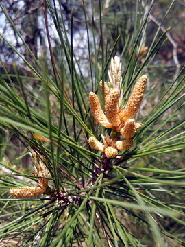 Immature male pollen bearing (staminate) cones of a pine tree