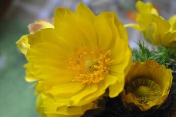 Yellow flower of Adonis close-up