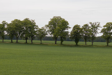 A road for passenger cars between maples and poplars, a road between fields and a beautiful avenue of trees, a road to the destination somewhere far away in Poland in the Barycz Valley