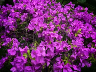 Close up on beautiful pink bougainvillea flowers.