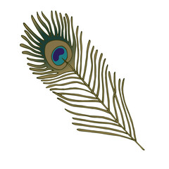 Vector illustration of a pen. Isolated image of a peacock feather. Color image of the pen