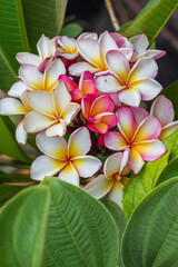 Bright multicolored flowers of plumeria tree