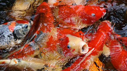 Obraz na płótnie Canvas Group of colorful fancy carp fish (Koi fish), Feeding carp crowding together competing for food in pond of the garden, Top view