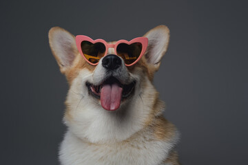 Obraz premium Cheerful doggy with heart shaped eyeglasses against gray background