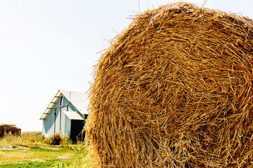 A roll of straw against the backdrop of a small hangar. Harvesting feed for cattle. Foreground. Selective focus