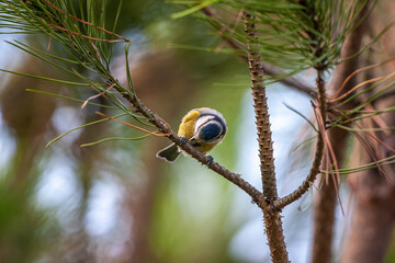 Eurasian Blue Tit (Cyanistes caeruleus) perched on a pine tree branch