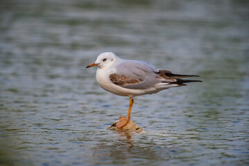Slender-billed Gull (Chroicocephalus genei) perched on a rock by the sea