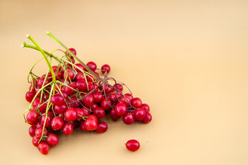 Red viburnum (viburnum). Beautiful background with red viburnum berries on twigs. Collect the fruits of the viburnum. Close-up. autumn composition