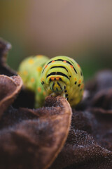 close up of a caterpillar on leaf