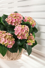 Beautiful blooming pink hortensia in wicker basket on window sill indoors