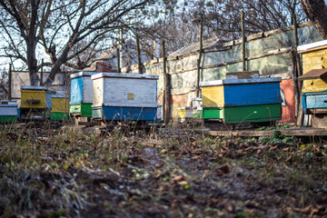 Preparing bees for wintering. Hives on apiary in December in Europe. old apiary of multi-hull hives. Honeybees in winter.
