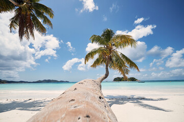 Palm tree on white sand beach. Idyllic day in tropical travel destination. Praslin Island, Seychelles.