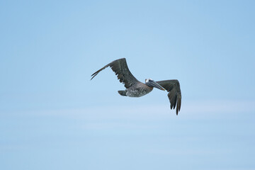 Brown Pelican in flight