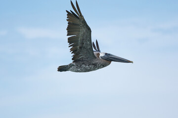 Brown Pelican in flight