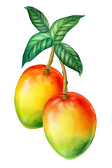 Group of mango with leaves on branch. Watercolor illustration. Tropical fruits