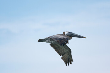 Brown Pelican in flight