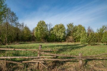 Fototapeta na wymiar rural landscape, nature, spring, early morning, sunrise, early afternoon, walk, hike, rest, ural, forest, trees, meadow, grass, vegetation, blue sky, distance, height, space, wooden fence, beauty