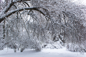 snow covered trees in winter into city park after snowfall 