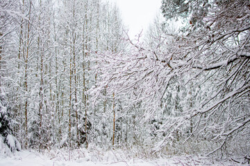 Branches of trees and bushes in the snow. Winter landscape. Snowdrifts with bliss on branches and trees. Winter nature in the forest.