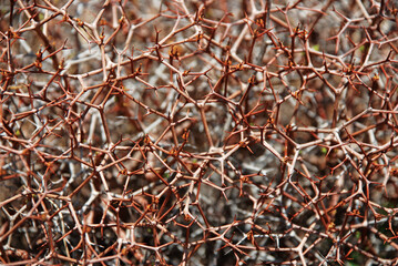 real live plants thorns make up the texture
