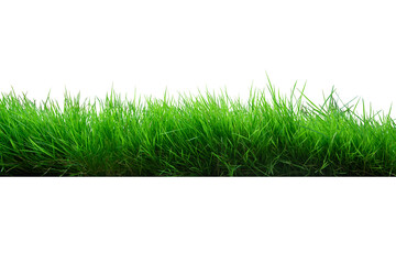 Texture fresh green grass isolated on white background with clipping path. Green meadow for decoration.