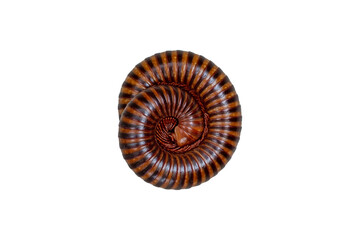 Millipede isolated on white background with clipping path. Millipede in a hundred legs for decoration.
