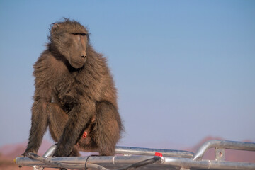 Wild african life. A Large Male Baboon sitting  on the car roof on a sunny day
