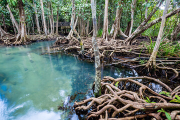 Tropical tree roots or Tha pom mangrove in swamp forest and flow water, Thailand.