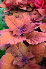 Bright orange coleus flower growing in the sunny meadow.