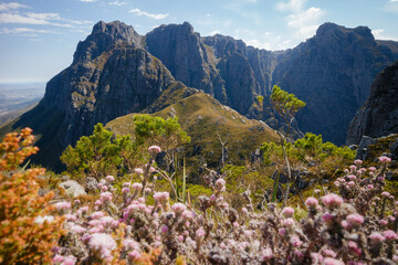 View of dramatic mountain scenery through wildflowers and Cape fynbos, near Stellenbosch, South Africa.