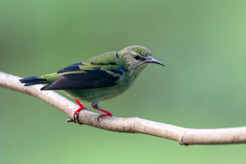 Plain-colored tanager - Tangara inornata bird in the family Thraupidae, found in Colombia, Costa Rica and Panama, natural habitats are subtropical or tropical moist lowland forests and former forest.