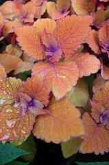 Bright orange coleus plant growing in the summer garden.
