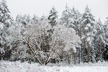 Winter landscape. Snow-covered trees. Coniferous forest shrouded in winter snow