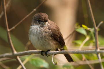 A young brown bird sitting on a branch