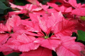 red poinsettia flower leaves