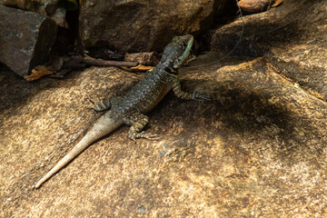 Small lizard on a stone. Small cold-blooded reptile.