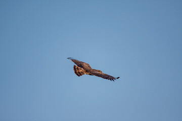 Short-toed Snake Eagle (Circaetus gallicus) soaring in the sky with open wings