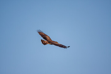 Short-toed Snake Eagle (Circaetus gallicus) soaring in the sky with open wings