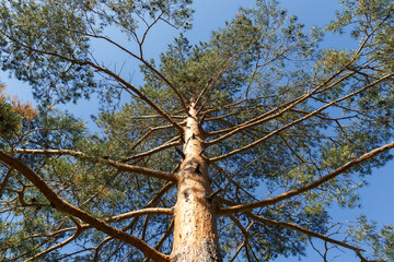 Fototapeta premium Pine tree, bottom view of tall old tree with sunlight. Blue sky in the background.