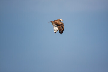Short-toed Snake Eagle (Circaetus gallicus) soaring in the sky with open wings