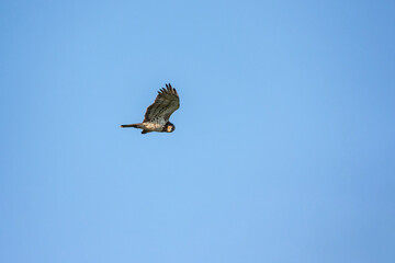 Short-toed Snake Eagle (Circaetus gallicus) soaring in the sky with open wings